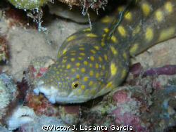 spotted eel in his hiding place in the top of the reef at... by Victor J. Lasanta Garcia 